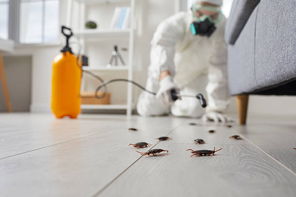 Commercial Kitchen Cockroach Control in Pebble Creek